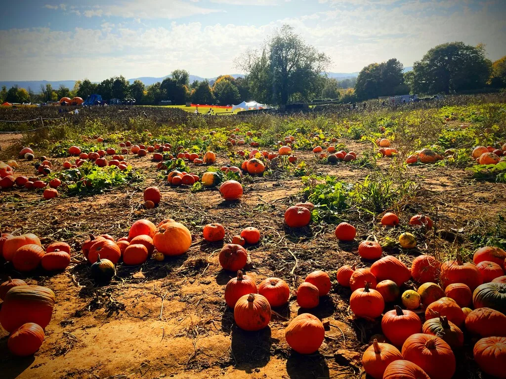 Pumpkins ready for picking at a pick-your-own patch at Rogate, near Petersfield. Fareham's own patches are on the edge of Titchfield